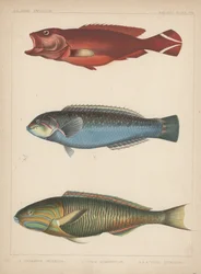1. anus Urodela、2。Julio Quadricolor、3。Julius Lutescens、1855